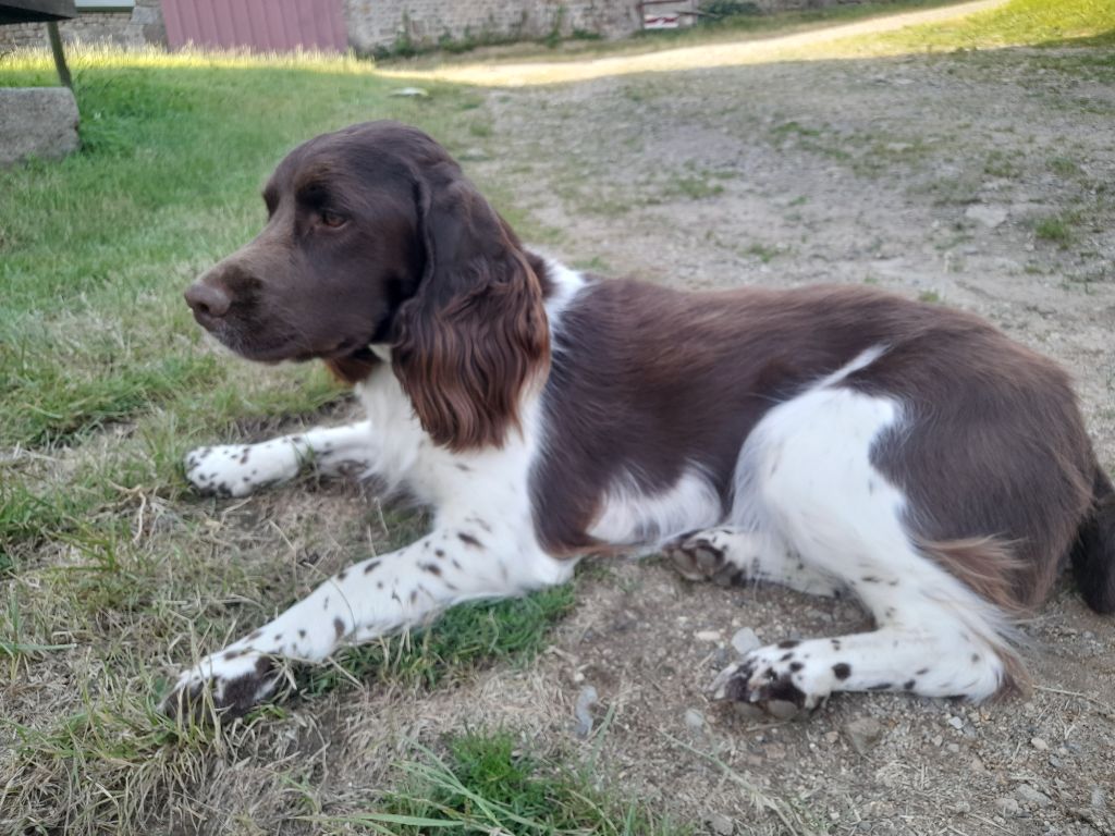 Sybelle Des Contrees Du Mont Salin