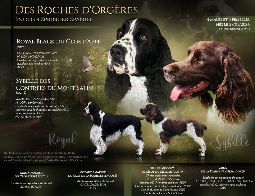 chiot English Springer Spaniel Des Roches D'Orgeres