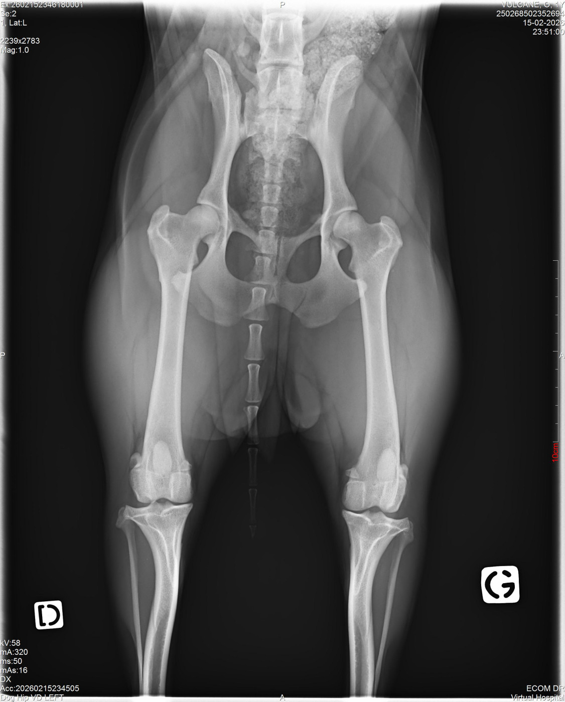 DEPISTAGE DE LA DYSPLASIE DE LA HANCHE POUR VULCANE : HD-A