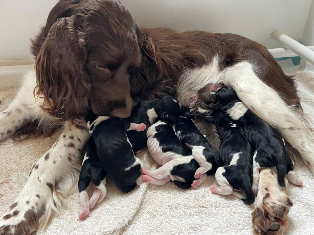 Des Roches D'Orgeres - Naissance des bébés !